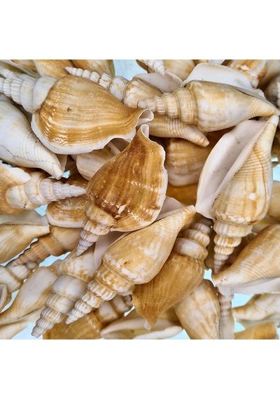 T Toptancı Strombus Vittatus Kiloluk Deniz Kabuğu 1 Kg