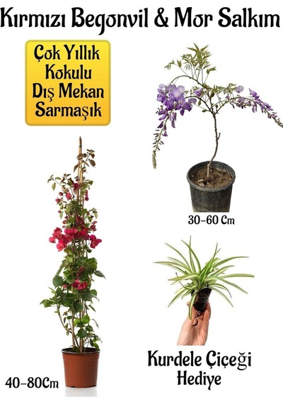 Kırmızı Begonvil Çiçeği+mor Salkım Ağacı Fidanı Kurdele Çiçeği Bahçe Peyzaj Seti