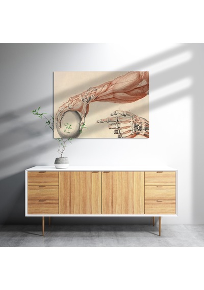 Cakasepetim İnsan Anatomisi El Ve Kol Bilye Görseli Ahşap Mdf Tablo