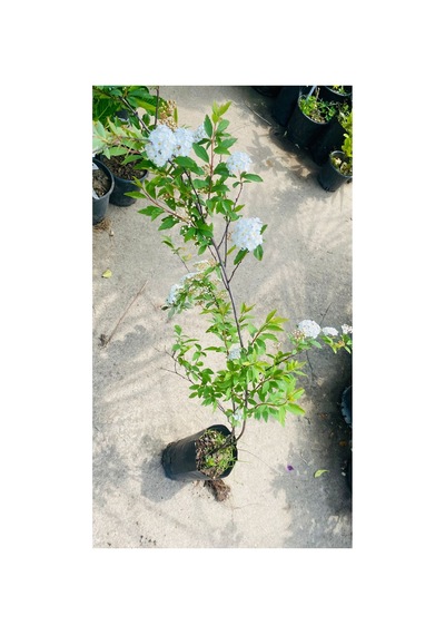 1,50cm Keçi Sakalı Çiçeği