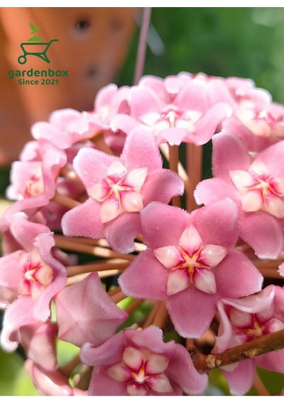 Hoya Carnnosa Pembe Renk Mum Çiçeği 10-20cm 1 Adet Saksılı