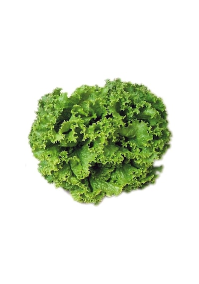 Agrokar One Kışlık Tekkök Marul Tohumu 10gr