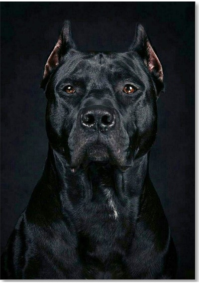 Cakasepetim Pitbull Cinsi Köpek Ahşap Mdf Tablo