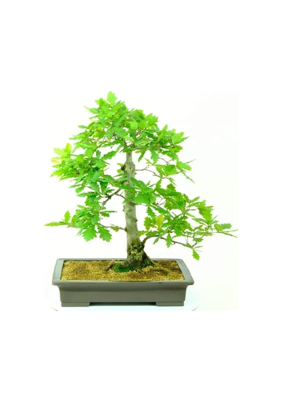 Bodur Bonsai Meşe Ağacı Tohumu Yetiştirme Kiti