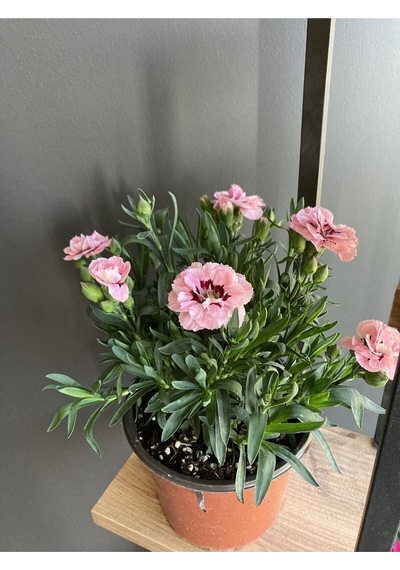 Çiçeği Rengi Pembe Alacalı Fuşya Boyutu 10 Cm / 15 Cm Dir.