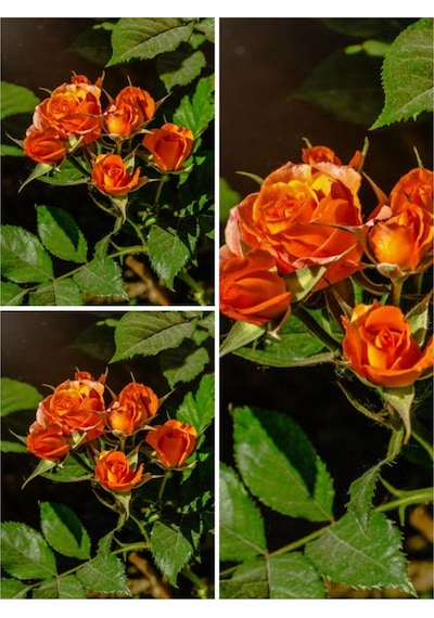 Yediveren Narçiçeği Rengi 30 50 Cm 3 Adet Saksılı Aşılı Gül Pomegranate Rose