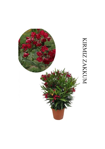 Kırmızı Renk Zakkum Fidanı 1 Adet Saksılı/tüplü 40-60cm Bahçe Bitkisi