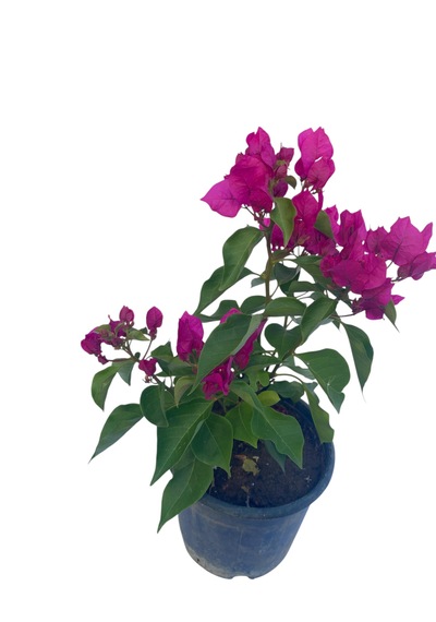 Fuşya Begonvil / Bougainvillea Glabra 60-80cm