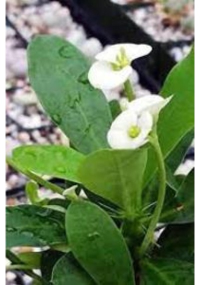 Beyaz Dikenler Tacı Japon Iğnesi Euphorbia Milii 5-15 Cm