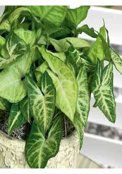 Melek Kanadı Xl Iç Mekan Bitkisi Syngonium Podophyllum 'white Butterfly'