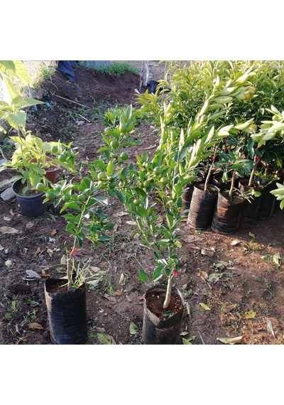 4 Yaş Aşılı Calamondin Süs Mandalinası Fidanı. Torbada N11.306