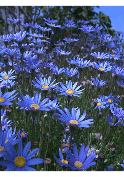 Mavi Çalı Papatyası 1 Adet Saksılı/ Tüplü 20-45 Cm Felicia Blue Daisy Bush