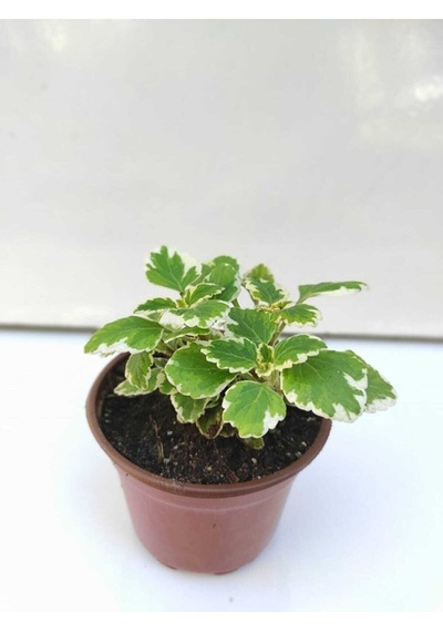 Adaçayı Kokulu Beyaz Alacalı Sukulent 10-20 Cm Saksılı Çiçekli Bodur Benjamin Variegata
