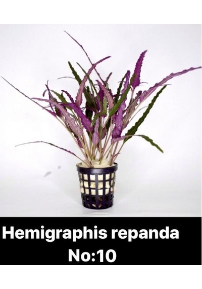 Hemigraphis Repanda No:10