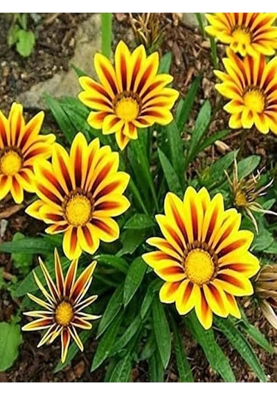 Turuncu Gazanya 5 15 Cm 10 Adet Saksılı/ Tüplü Çiçekli Bodur Bitki Gazania