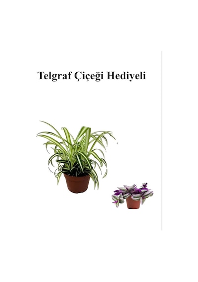 Sarı Yeşil Yapraklı Kurdele Çiçeği Sevgililer Gününe Özel Telgraf Hediyeli