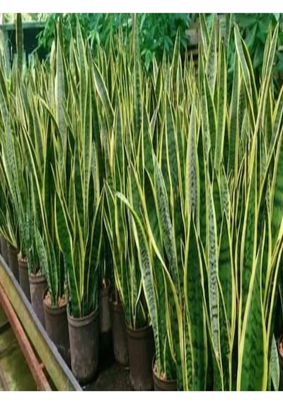 1 Adet Kılıç Çiçeği Fidanı 20-40cm Saksılı Çiçekli Bodur Bitkiler Gladiolus