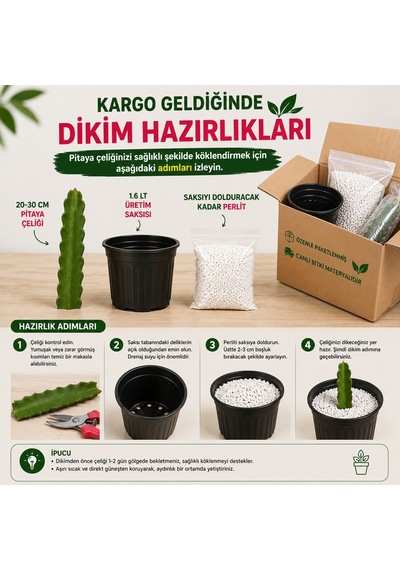 Pitaya Ejder Meyvesi Köklendirme Seti 20-30 Cm Çelik + Saksı + Perlit