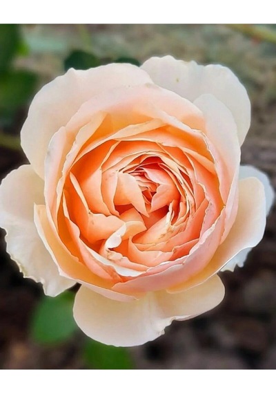 Kokulu Kavun Içi Bulgar Gülü Fidanı 40-60cm Saksılı Çiçekli Bodur Bitkiler Bulgarian Rose