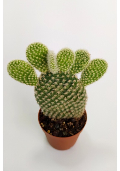 Opuntia Microdasys Albata Tavşan Kulağı Kaktüs Tekli Kaktüs 5.5cm