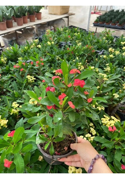 Kırmızı Renk Milli Dikenler Tacı Çiçeği 1 Adet 20-30cm Saksılı Euphorbia Milii