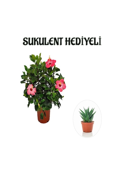 Sevgililer Gününe Özel Pembe Renk Japon Gülü Çiçeği Sukulent Hediyeli