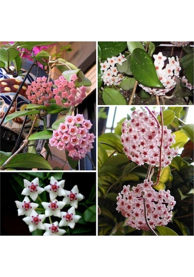 Çok Avantajlı Mum Çiçeği Fidesi Hoya Carnosa Kokulu 9cm Saksıda 2 Adet
