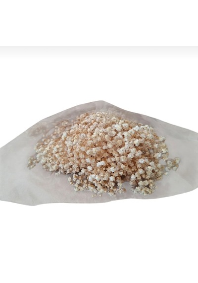 Şoklanmış Kurutulmuş Cipso Çiçeği 1 Demet 50-60gr - 35-45cm Krem