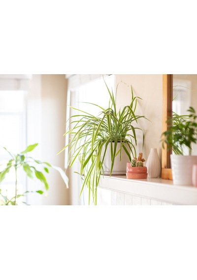 Kurdele Çiçeği Chlorophytum Comosum 10 Adet