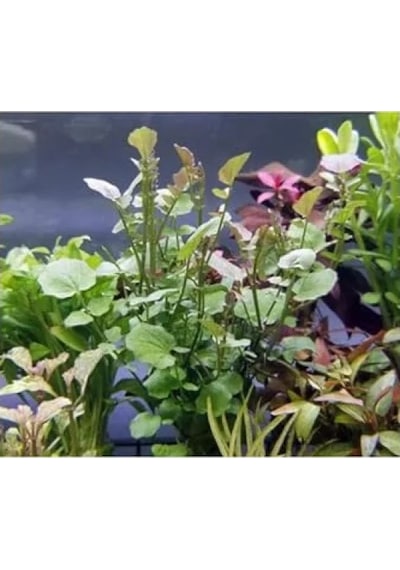 Cardamine Lyrata In Vitro Canlı Bitki