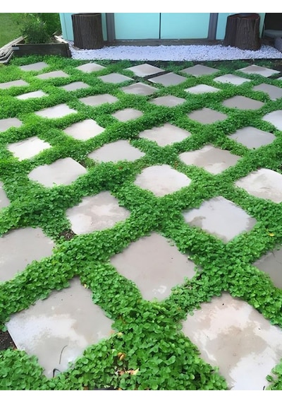 Dichondra Repens- Fare Kulağı Çiçeği 1 Adet Saksılı Bahçe-balkon Çiçeği