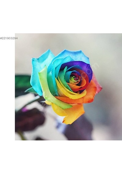 10 Adet Beyaz Gül Tohumu + 10 Adet Sebze Tohumu N114808