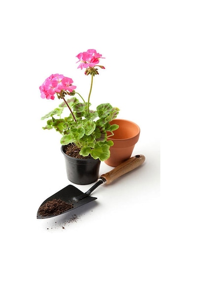 Mor Pembe 2 Adet Karışık Renk Özel Set Sardunya Fidesi 15-30cm Saksılı Geranium