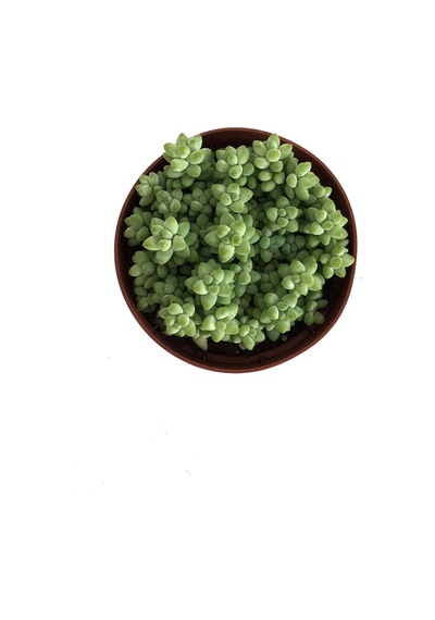 Sedum Burrito (Sukulent) Ø8,5 CM Y0-10 CM