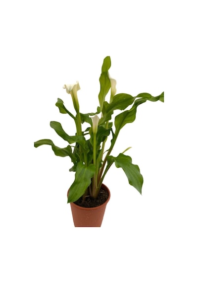 Gelin Çiçeği Gala Çiçeği Beyaz 15-25 Cm