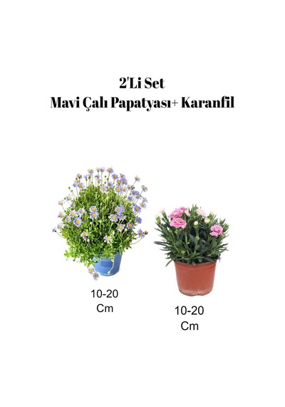 2'li Set Mavi Çalı Maviş Paptyası+ Pembe Karanfil Çiçeği Dış Mekan Bitkisi