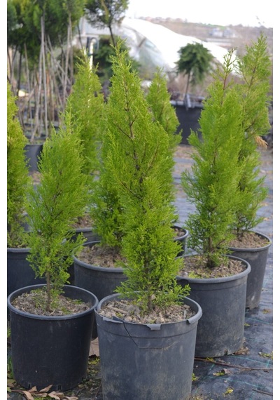 Videolu Limon Kokulu Bahçe Çamı 1 Adet Saksılı/ Tüplü 30-50cm Cupressus Macrocarpa