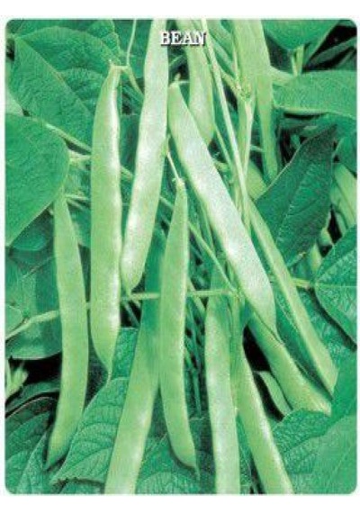 Gina GReen Line Oturak Fasulye Tohumu 100 GRam