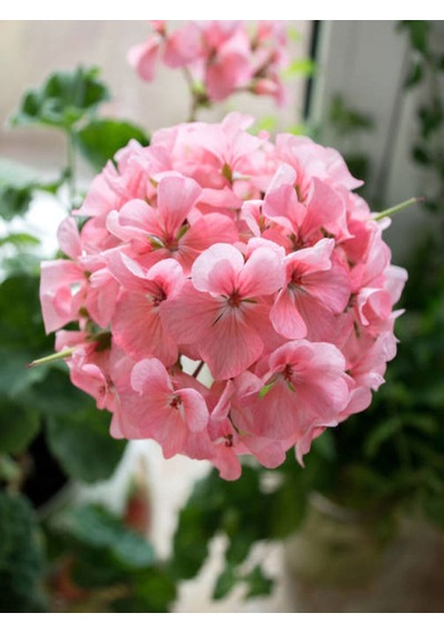 Videolu Açık Pembe Sardunya Çiçeği 1 Adet Saksılı 20-40 Cm Balkon Bitkisi Pelargonium Peltatum