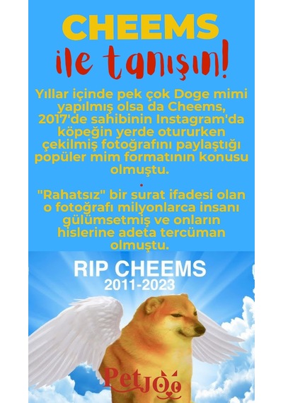 Petjoo 18.Cheems Kırmızı-Sarı Qr'lı Köpek Künyesi