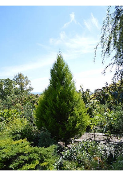 Videolu Muhteşem Kokulu Leylandi Çam Fidanı 30 40 Cm 1 Adet Tüplü Cupressocyparis Leylandii