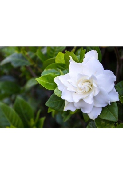 Vip Gardenya Bitkisi Mukemmel Form 25-40 Cm