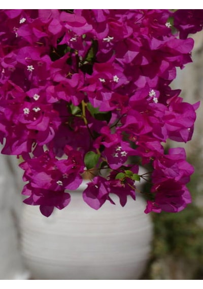 Videolu Muhteşem Renkli Begonvil Çiçeği 40 60 Cm 1 Adet Saksılı Çiçekli Bodur Bitki Bougainvillea