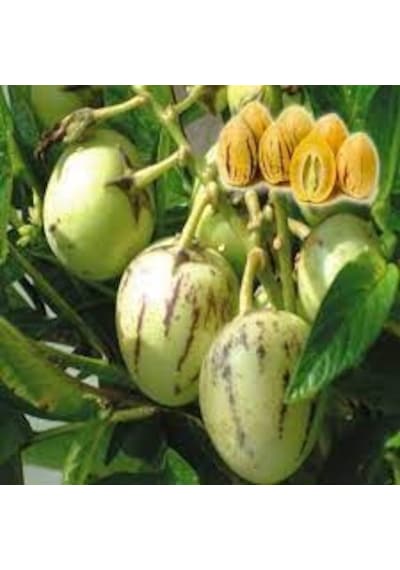5 Adet Nadir Pepino İthal Meyve Tohumu Tohumludur