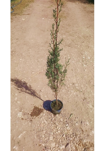 Kabir Ağacı Mezarlık Çamı 100 Cm