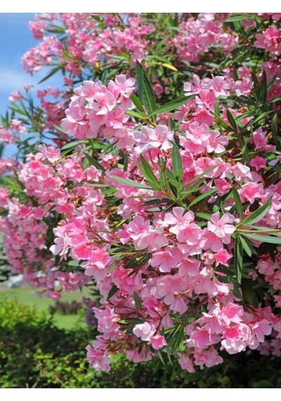 Videolu Pembe Zakkum Çiçeği 1 Adet Saksılı/ Tüplü 30-60 Cm Pink Oleander