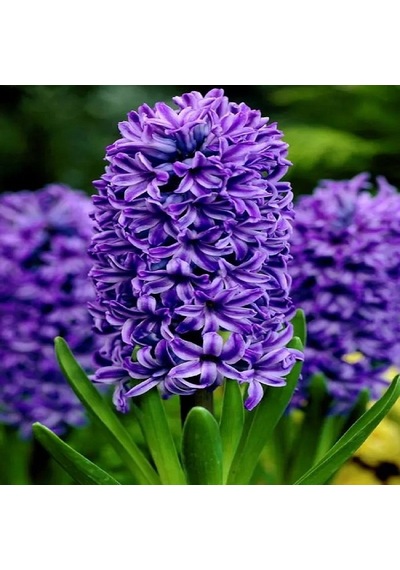 Atlantic Hyacinthus Oriantalis Mavi Sümbül Soğanı 3 Adet