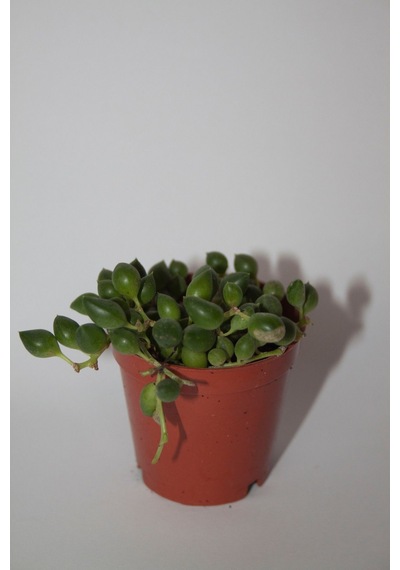 Tesbih Çiçeği Sukulent Senecio Tekli 5.5 Cm Saksıda
