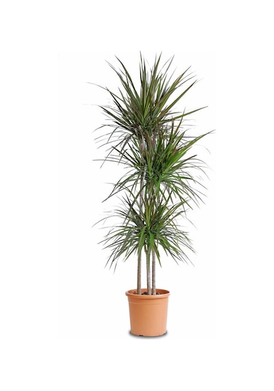 Dresena (2 kök-100 cm)