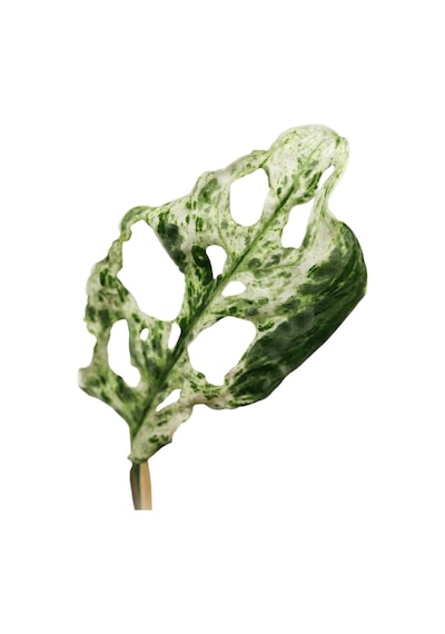 Monstera Adansonii 'Frozen Freckles' (Deve Tabanı) Ø12 CM Y15-20 CM